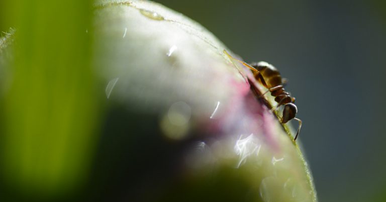 Toward a vibrant Earth featured image—Ant on peonie bud