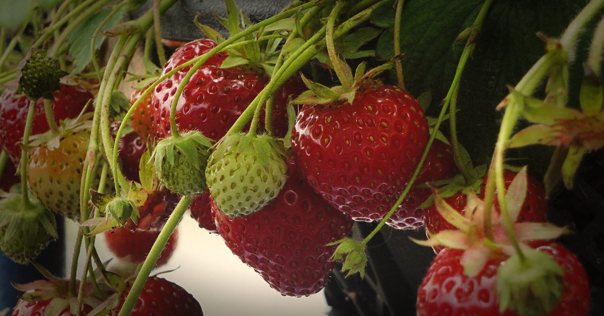 Image of home grown strawberries in a hanging basket