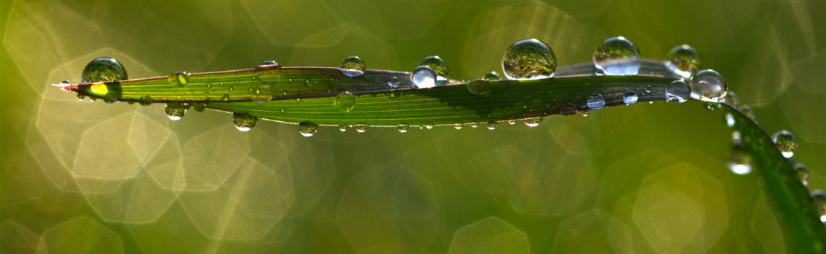 Water header – dewdrop parade – macro nature photography